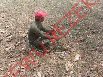 Geolistrik di Kebun Bapak Suhendro Kediri – Gadingrejo Titik 2